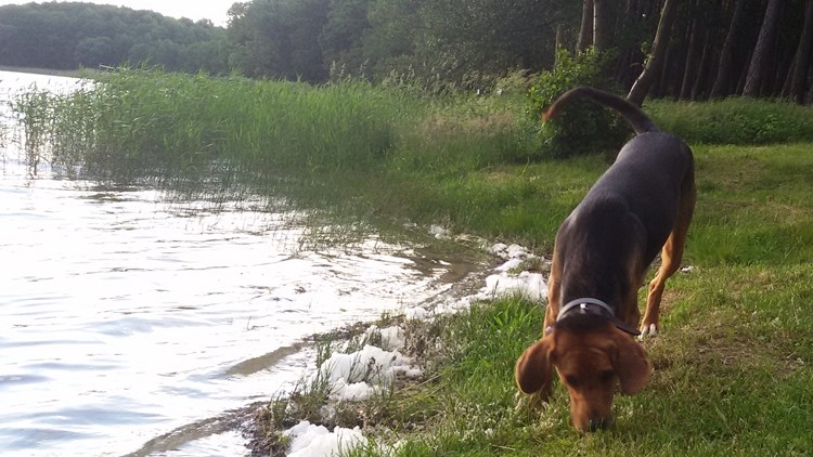Lorna przeszukuje plażę po plażowiczach