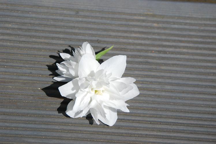 DSC_0156 (Copy).JPG