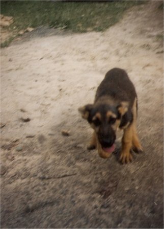 kimba1.jpg