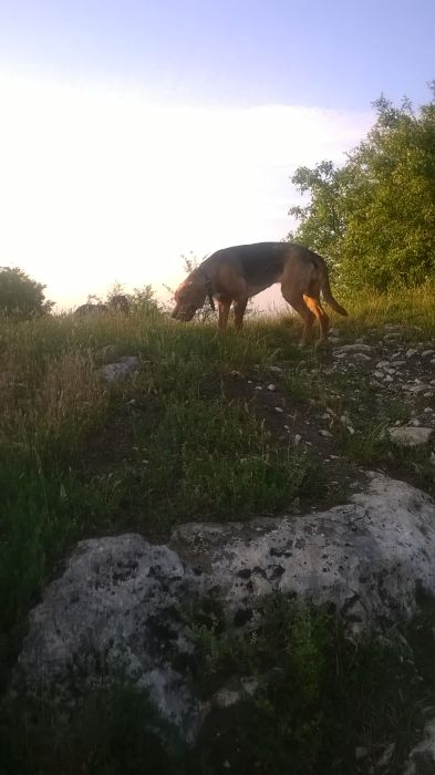 WP_20170624_20_09_09_Pro.jpg