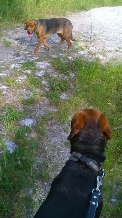 WP_20170625_18_02_53_Pro.jpg