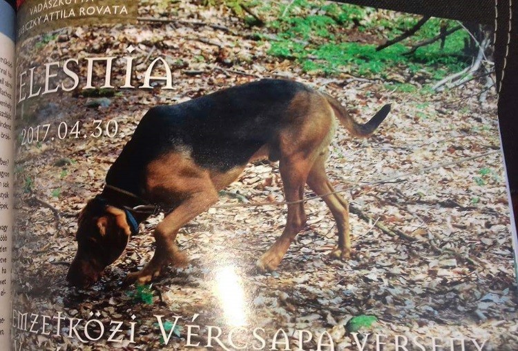 ROZMARYN_JELEŚNIA 2017_GAZETA WĘGIERSKA .jpg