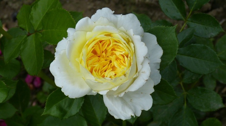 Kronprinsesse Mary