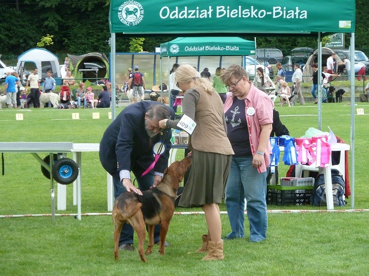 Łyska