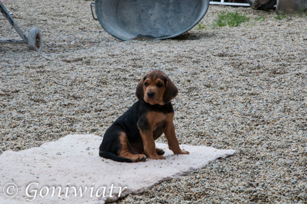Dogon´