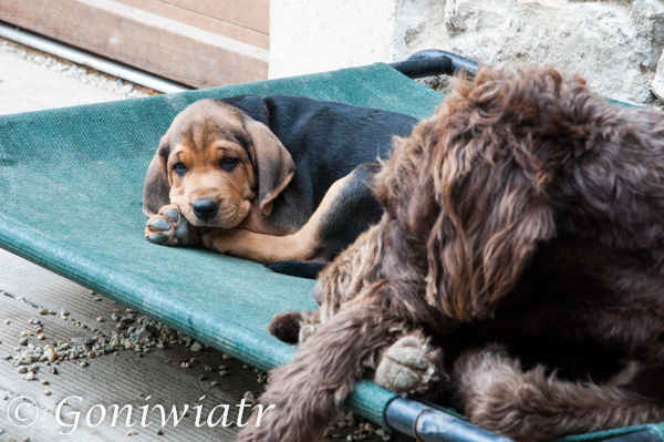 Dogon´