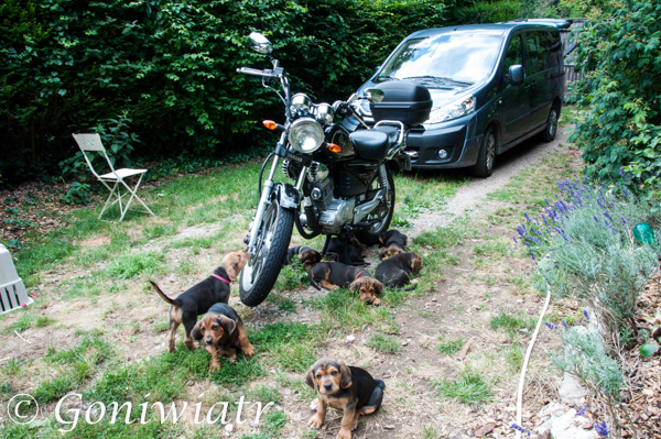 Mocno zakorzenione ciagoty do motoryzacji