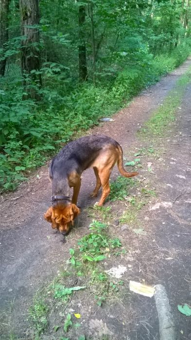 WP_20170709_16_40_16_Pro.jpg