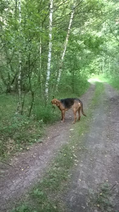 WP_20170709_16_35_01_Pro.jpg