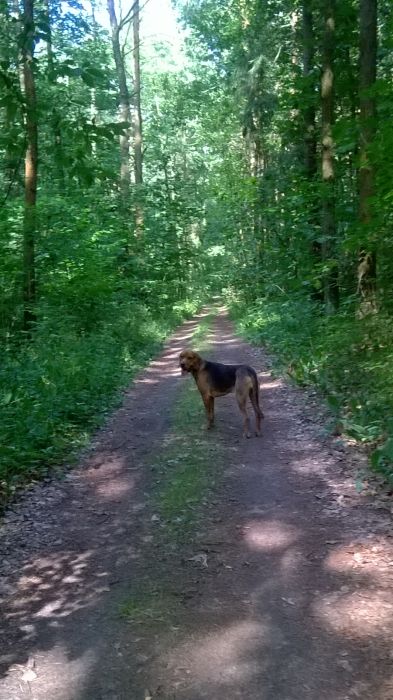 WP_20170709_16_39_48_Pro.jpg