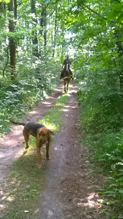 WP_20170709_16_52_17_Pro.jpg