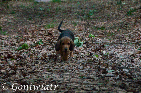 Deren´