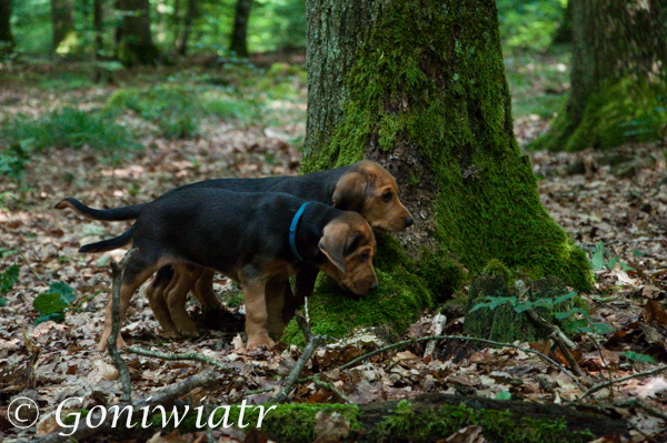 Dunajec i Deren´