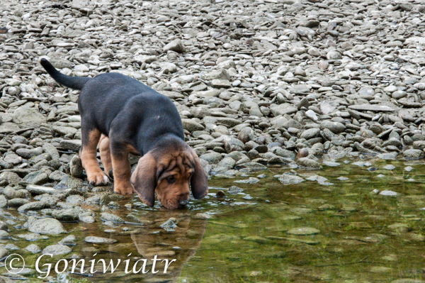 Nawrot
