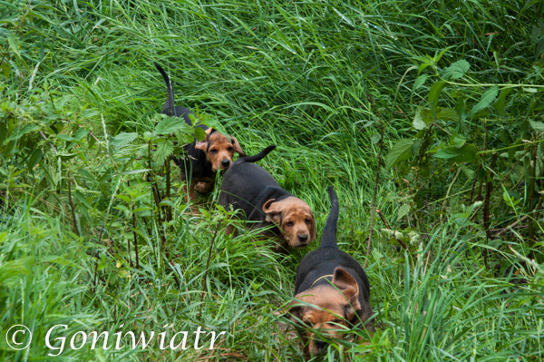 Nagon´ prowadzi