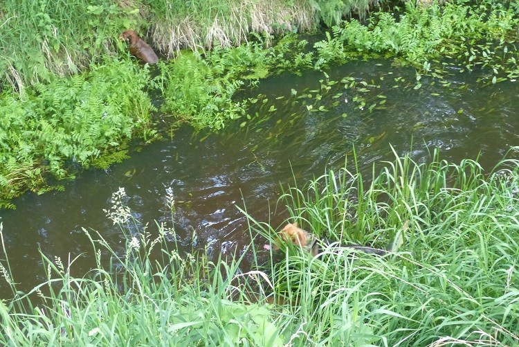 P1070769zm.JPG
