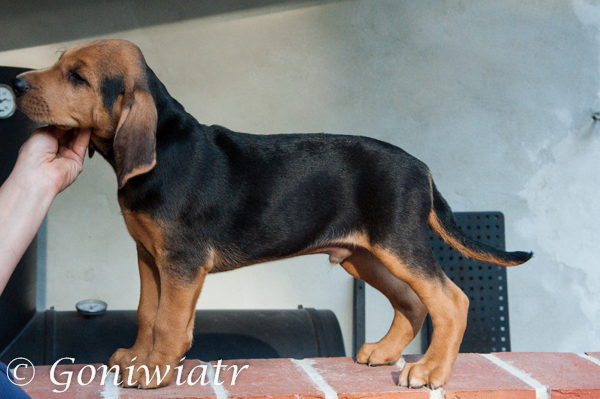 Dogon´