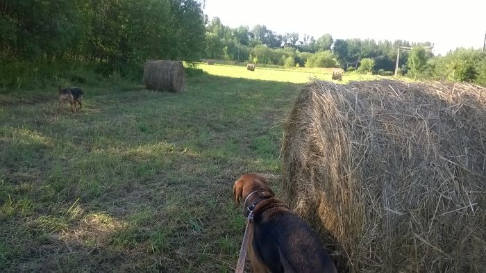 WP_20170718_18_04_59_Pro.jpg