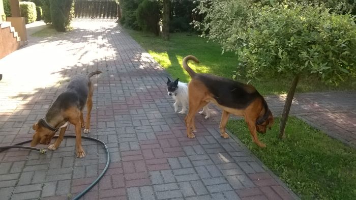 Dunia, Puszkar i Rambo