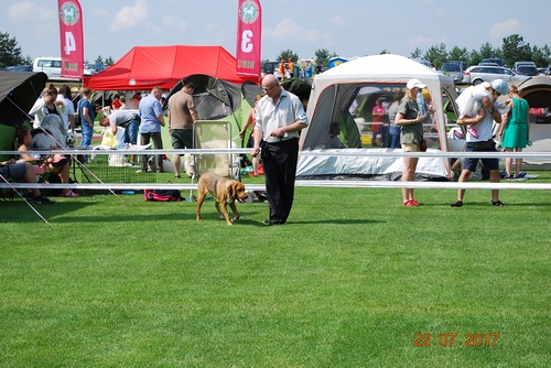 Poziomka