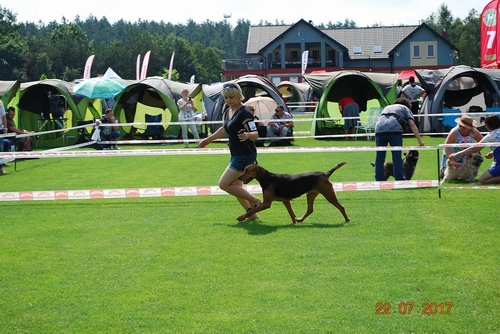 Aksamitka