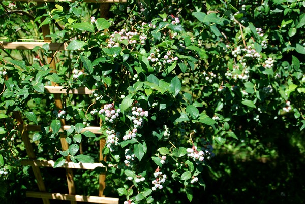 DSC_0642.JPG