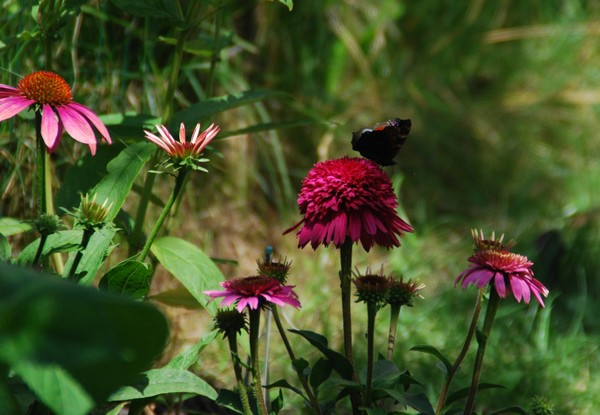 DSC_0918.JPG