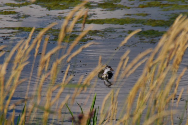 DSC_0671.JPG
