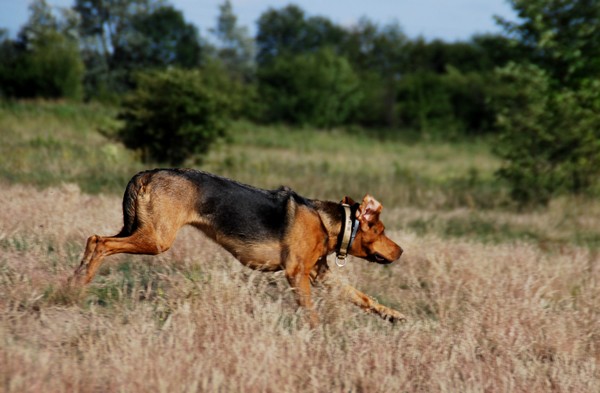 Głupawka