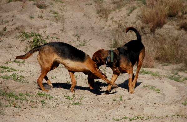 DSC_0782.JPG