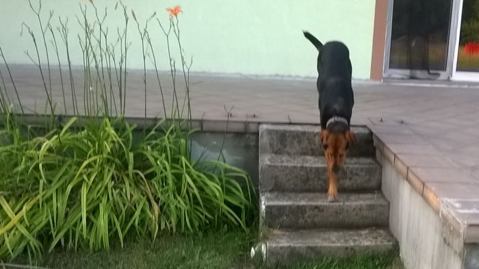 WP_20170721_19_32_39_Pro.jpg