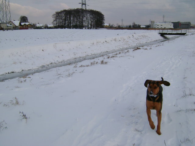 dsc00509s.jpg