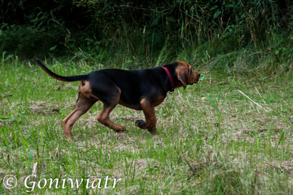 DOGON`