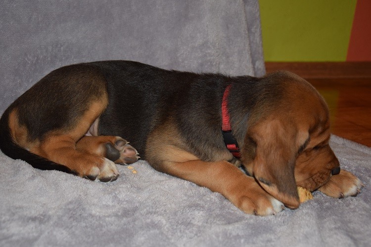 Aramis