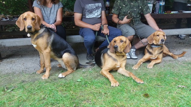 TABUN, TAJGA i HAŃCZA na ogarowym spotkaniu u Kasi i Tomka w Niemczy (2).jpg