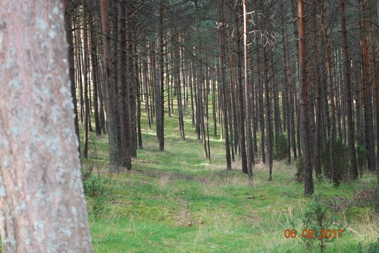 Las od linijki