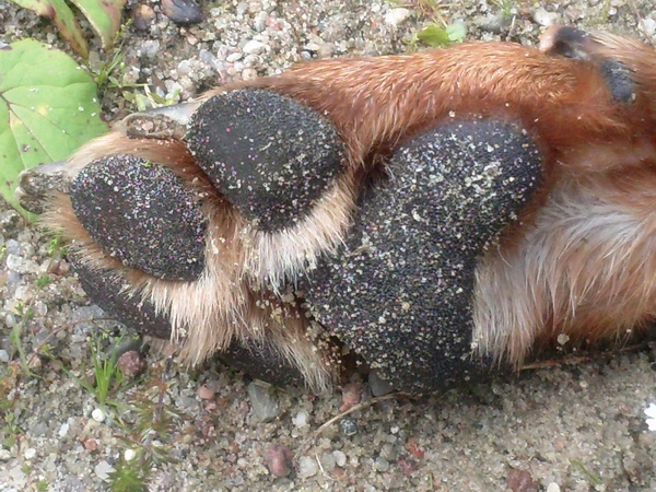 Łapy łapy 4 łapy