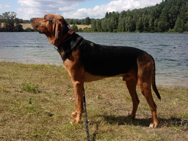 Dostojnie