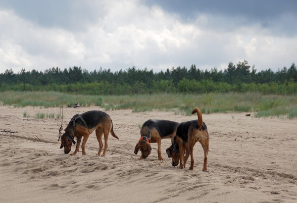 Co robi prawdziwy ogar na plaży ? ;)