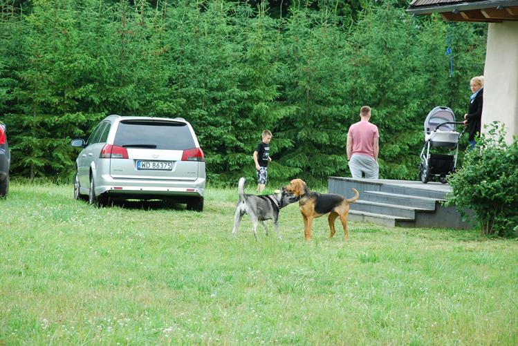 A tu już z koleżanką - trochę dziką sunią nasza Krajka