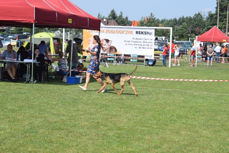 18_suki champions _UNCJA z Huculskiej Łąki.jpg