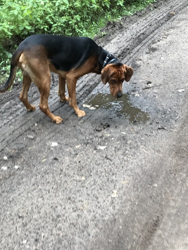 11_nic nie gasi lepiej pragnienia jak woda z kaluży.jpg