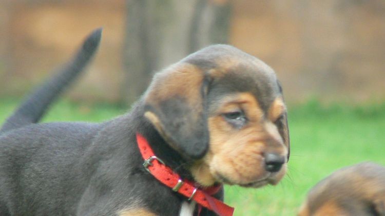 bordowy