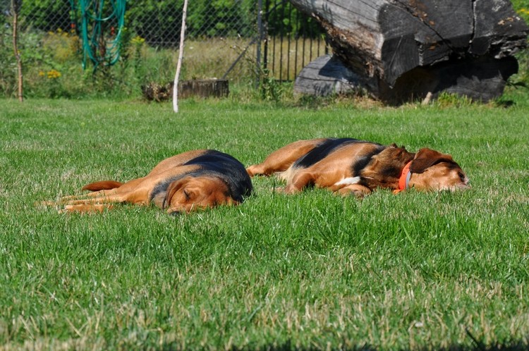 DSC_1387.JPG b.jpg