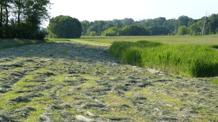 czerwiec
