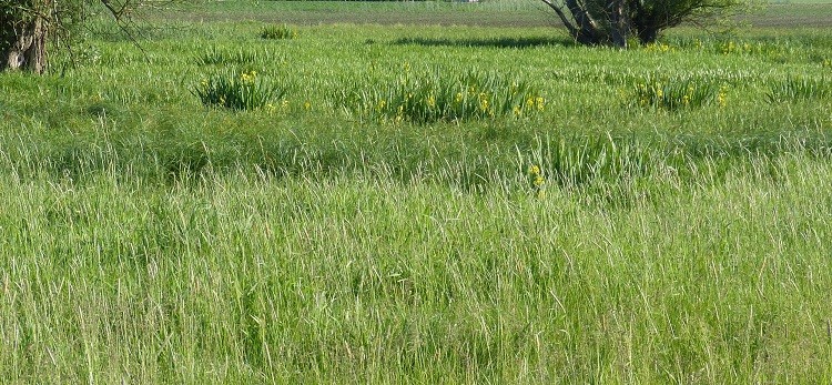 czerwiec