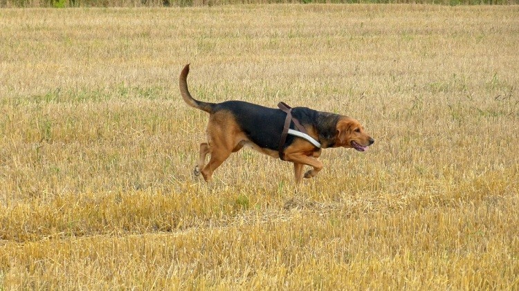 sierpień