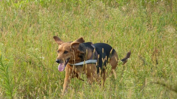 sierpień