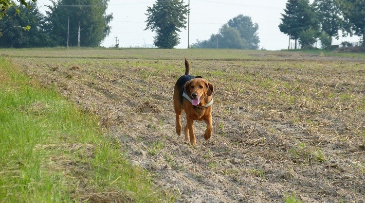 sierpień