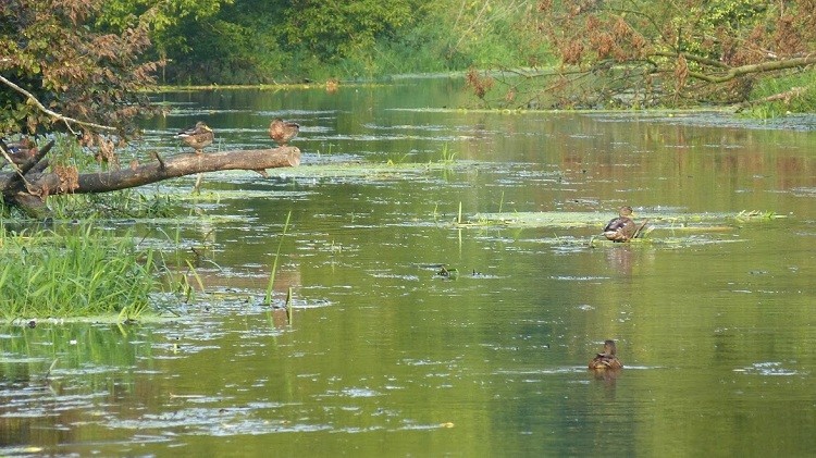 sierpień